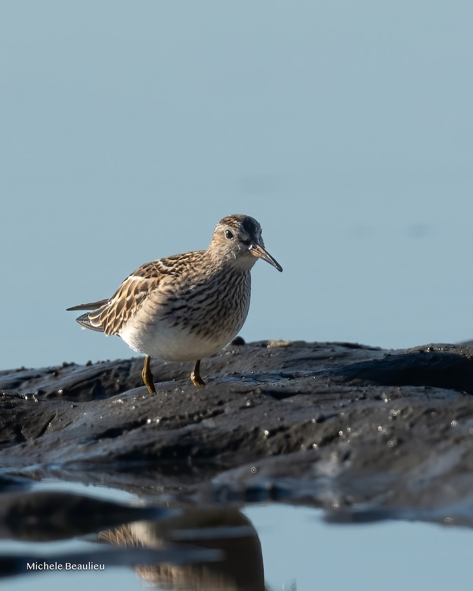 Pectoral Sandpiper - ML642817625