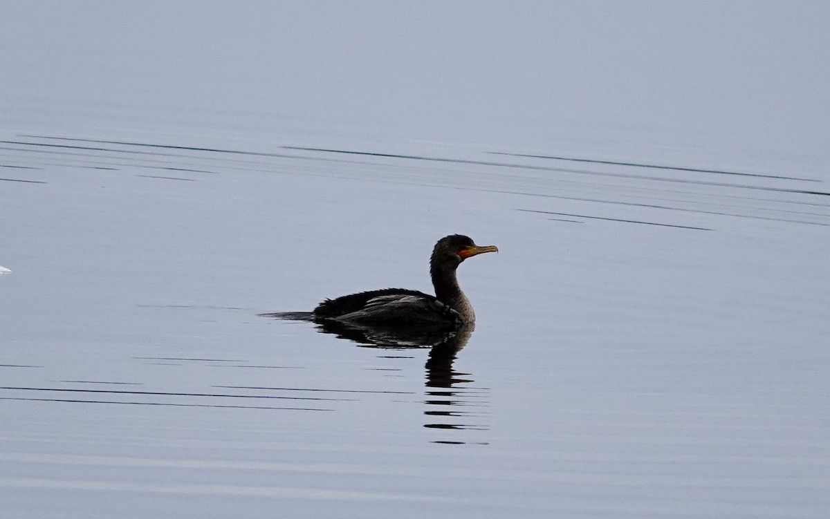 Double-crested Cormorant - ML642817628