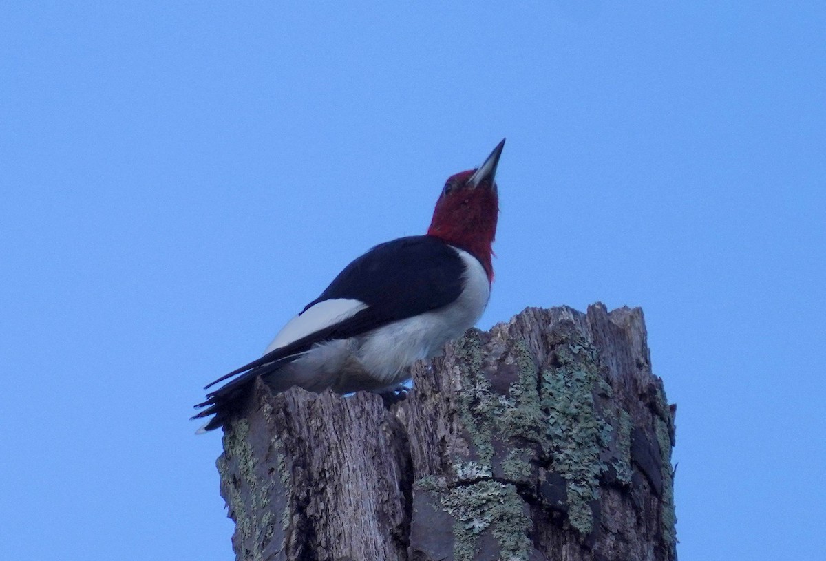 Red-headed Woodpecker - ML642817630