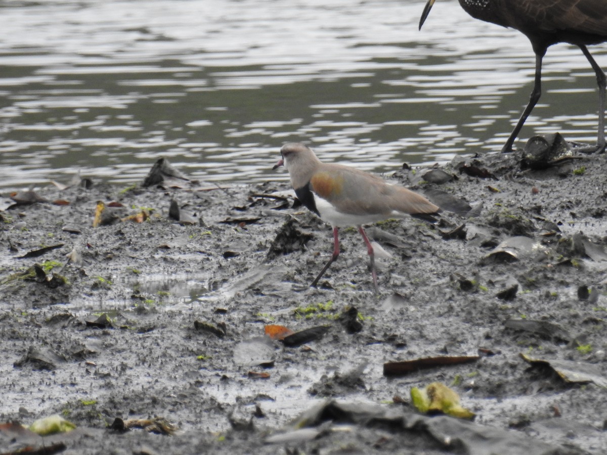 Southern Lapwing - ML642817631
