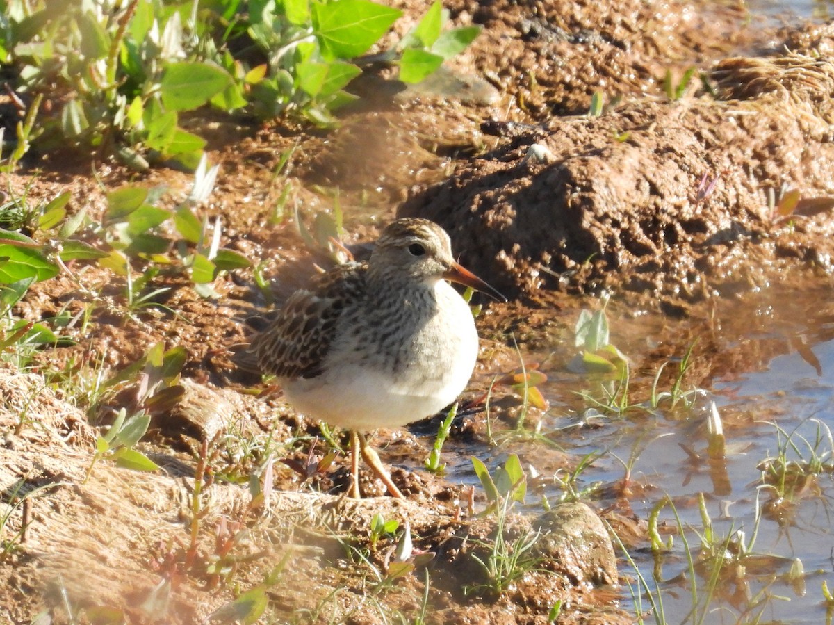 Pectoral Sandpiper - ML642817633
