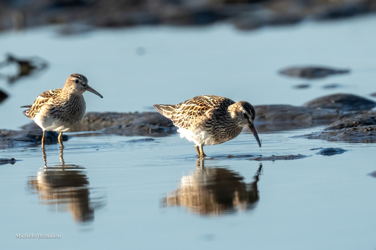 Pectoral Sandpiper - ML642817636