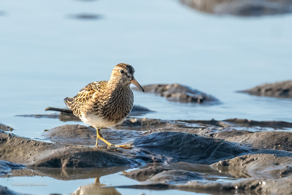 Pectoral Sandpiper - ML642817646
