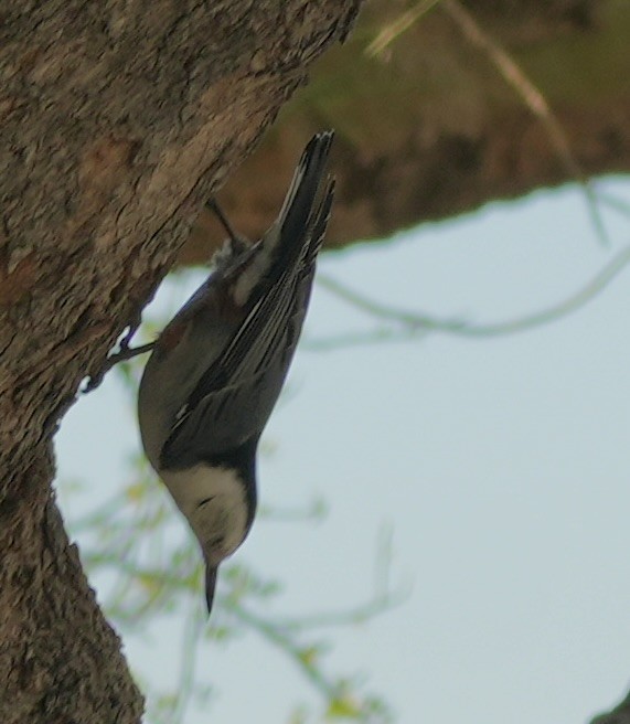 White-breasted Nuthatch - ML642817647