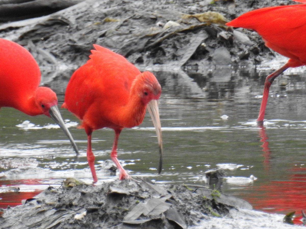 Scarlet Ibis - ML642817652