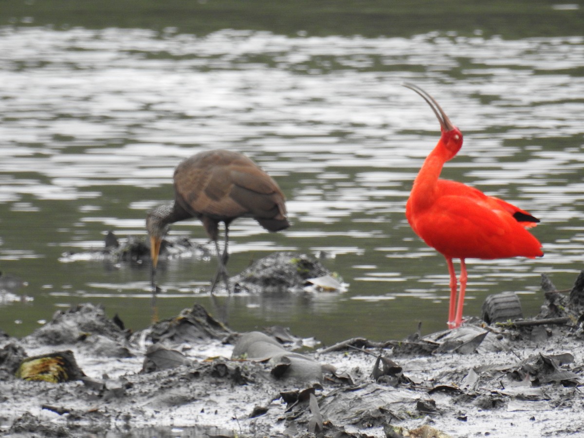 Scarlet Ibis - ML642817654