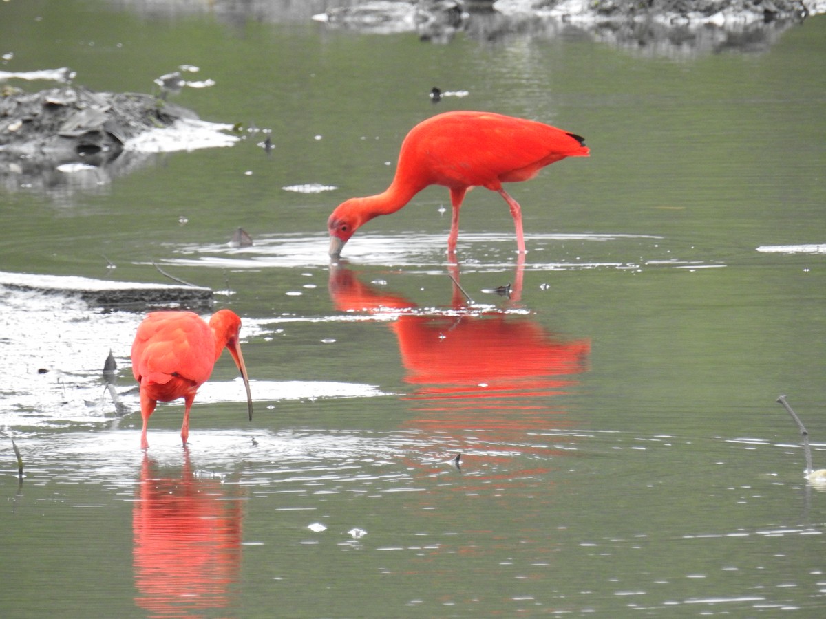 Scarlet Ibis - ML642817655