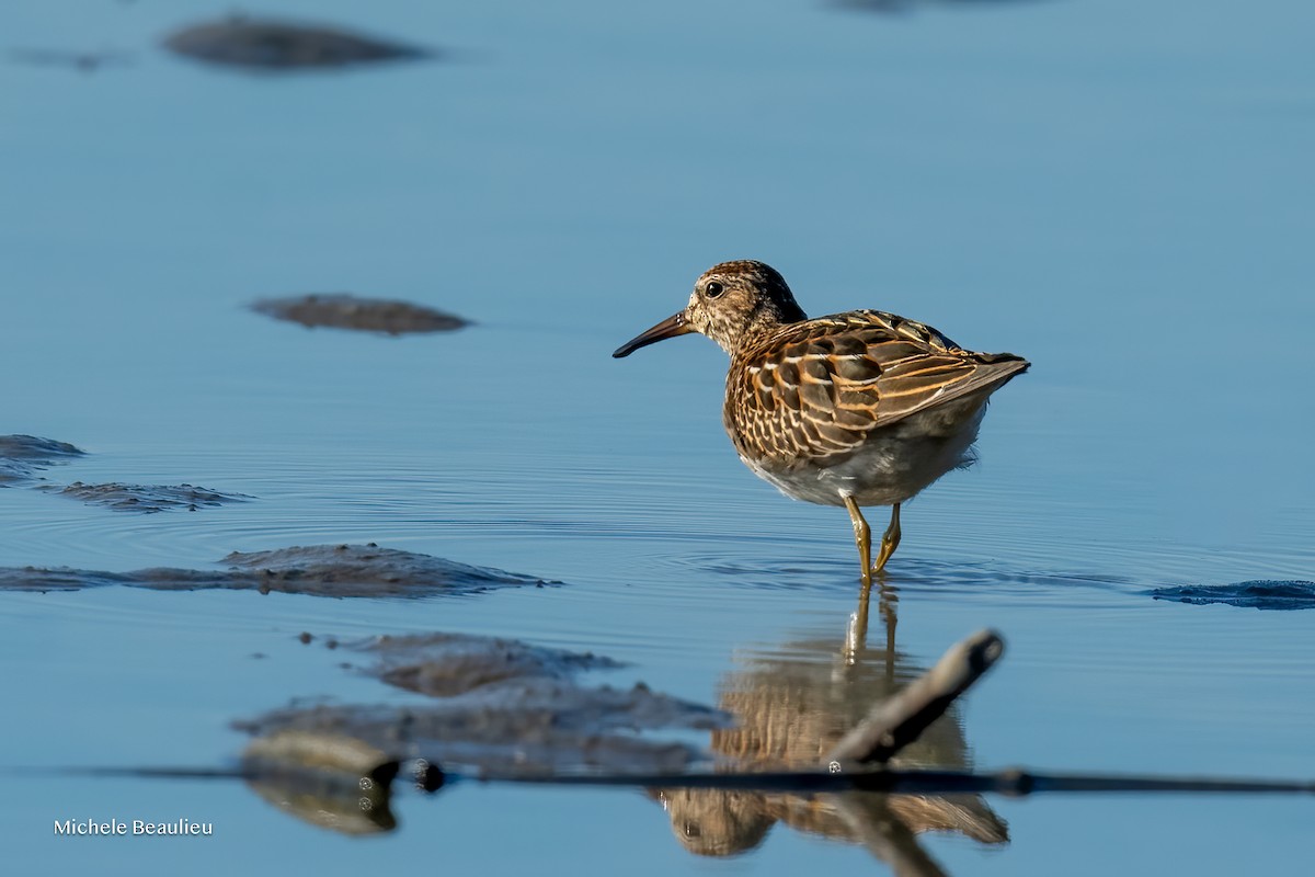 Pectoral Sandpiper - ML642817662
