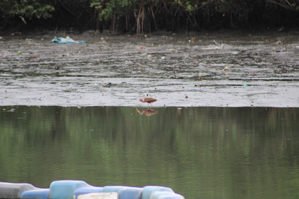 Scarlet Ibis - ML642817668