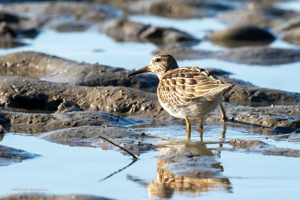 Pectoral Sandpiper - ML642817670