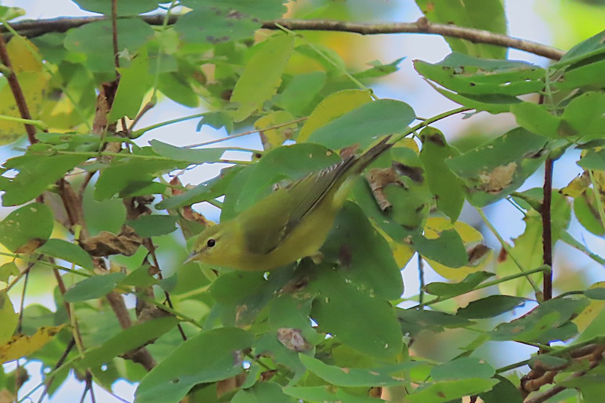 Tennessee Warbler - ML642817696