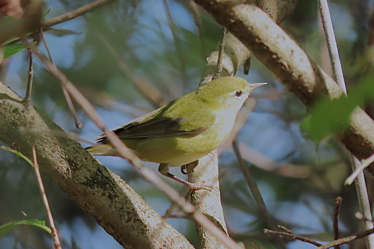 Tennessee Warbler - ML642817697