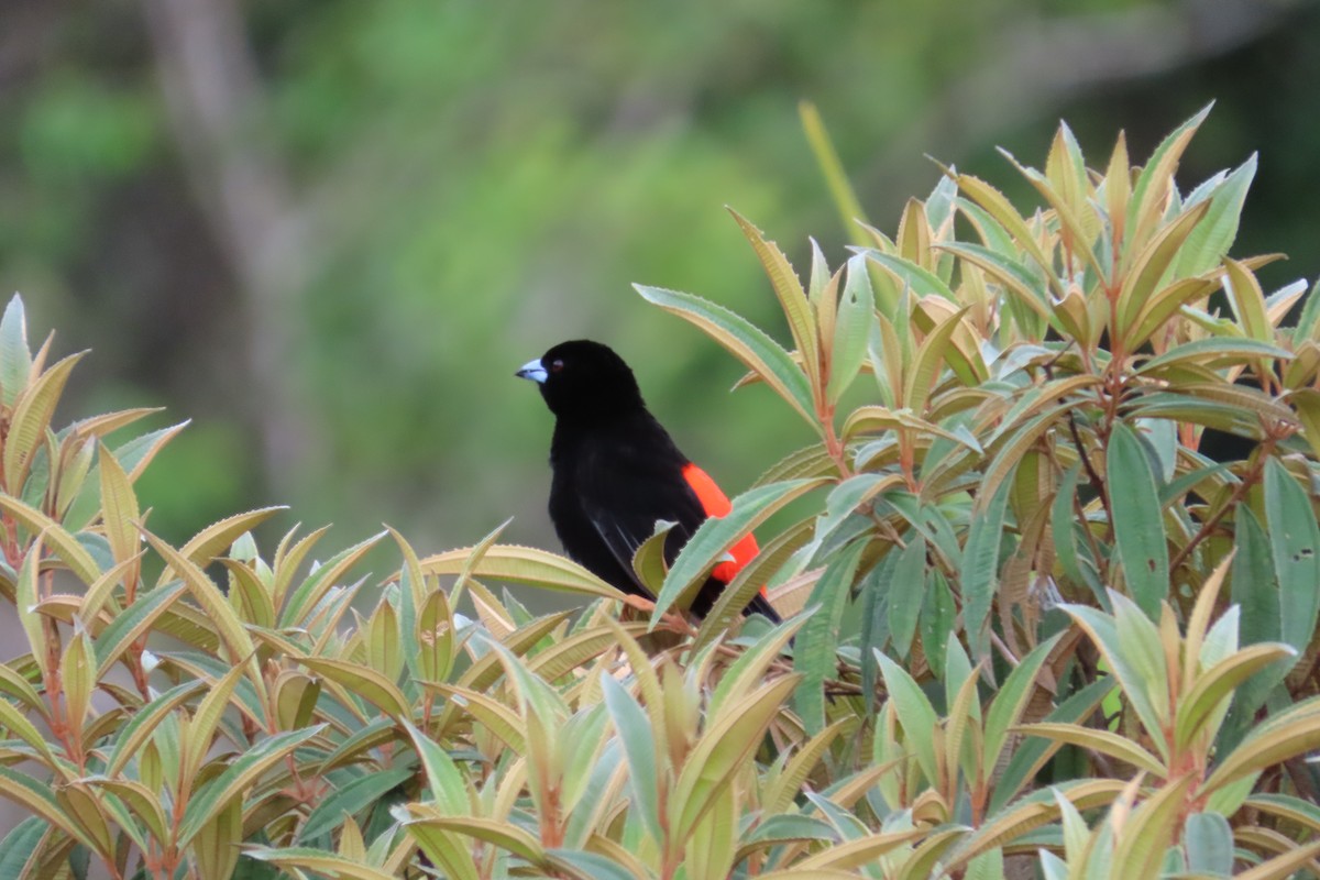 Scarlet-rumped Tanager (Passerini's) - ML642817706
