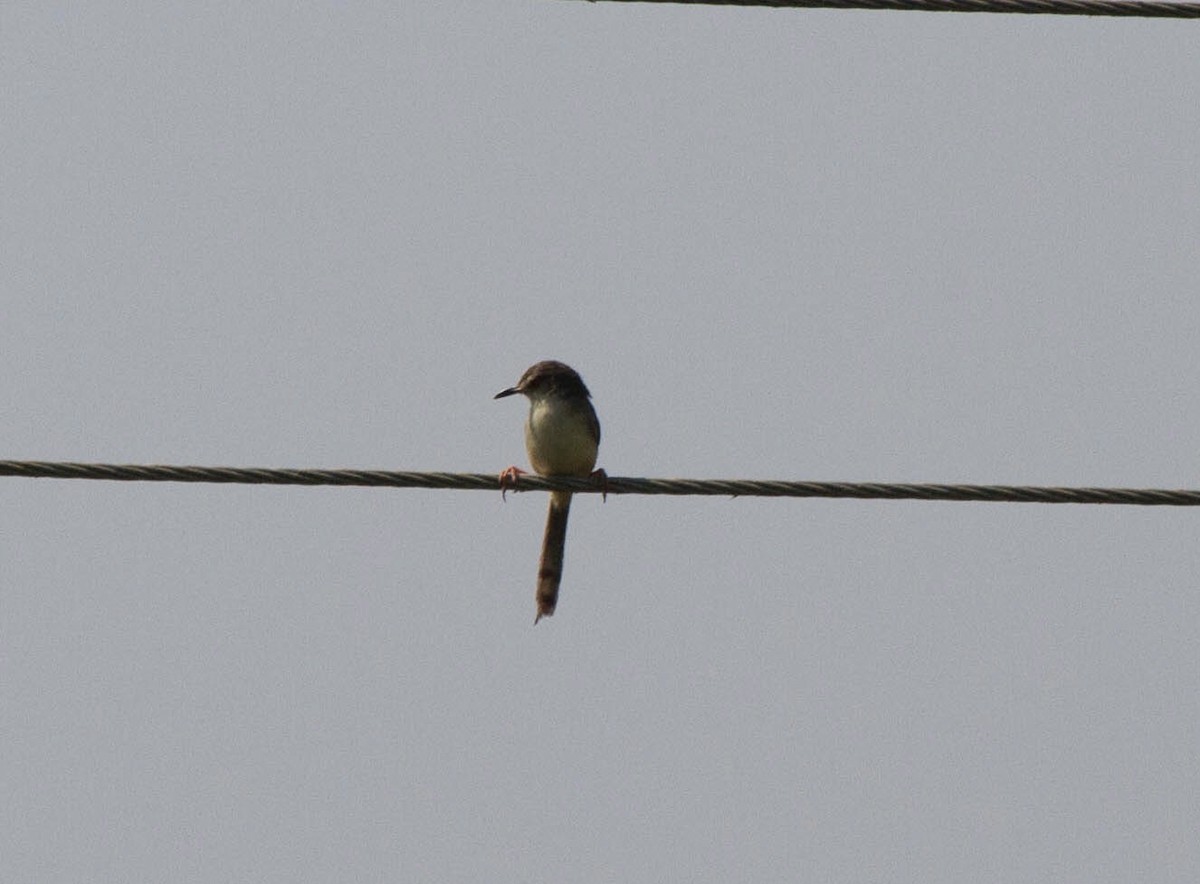 prinia sp. - ML642817711