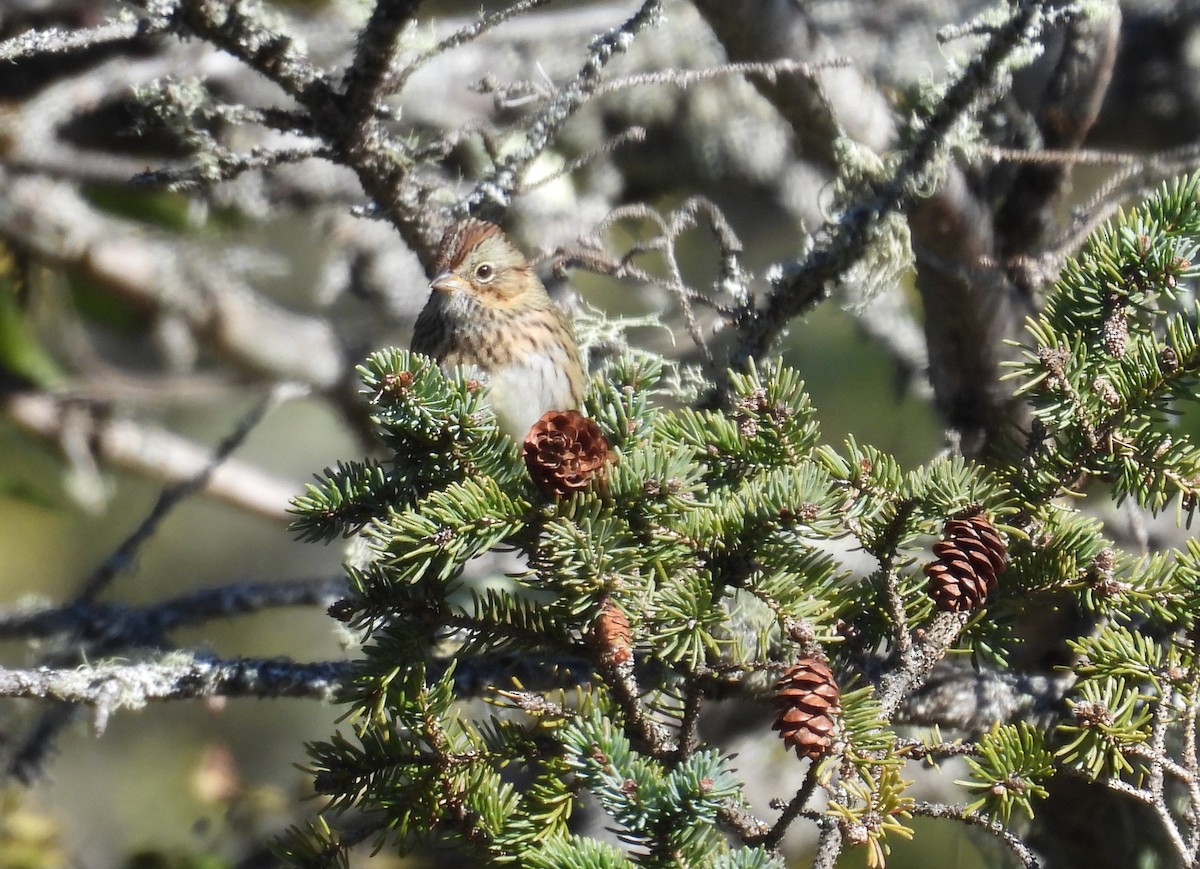Lincoln's Sparrow - ML642817714
