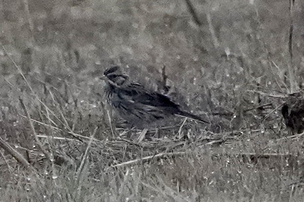 Lincoln's Sparrow - ML642817725