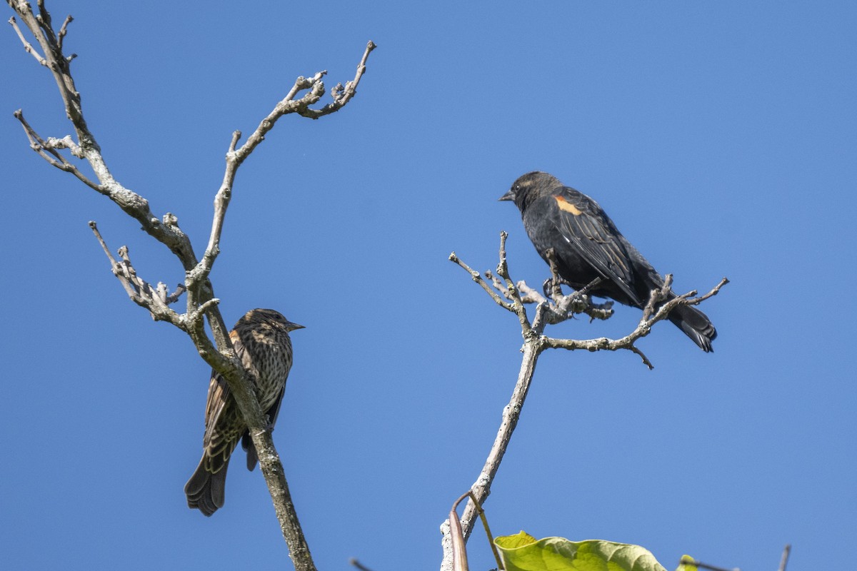 Red-winged Blackbird - ML642817726