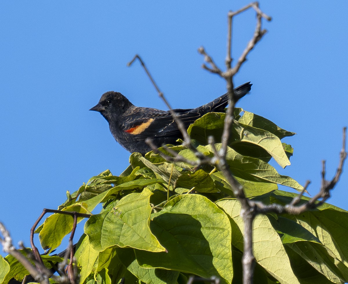 Red-winged Blackbird - ML642817727