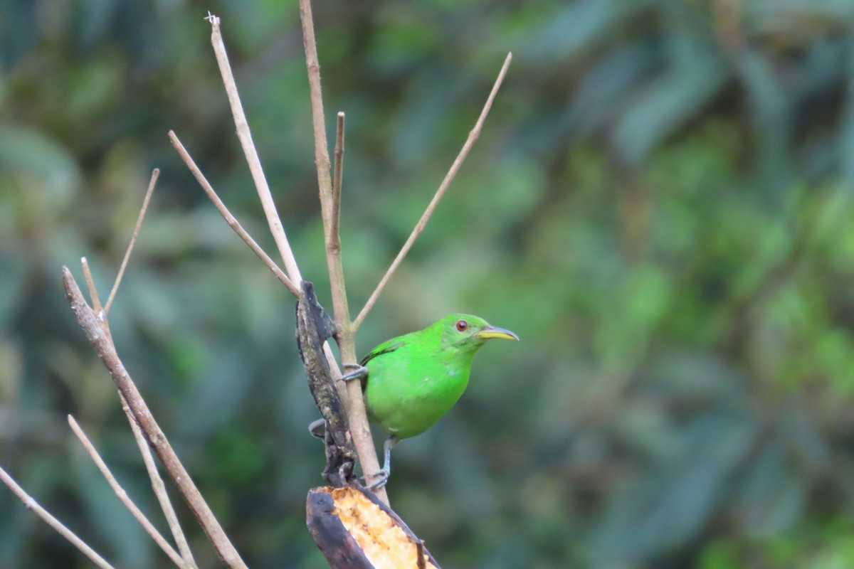 Green Honeycreeper - ML642817733