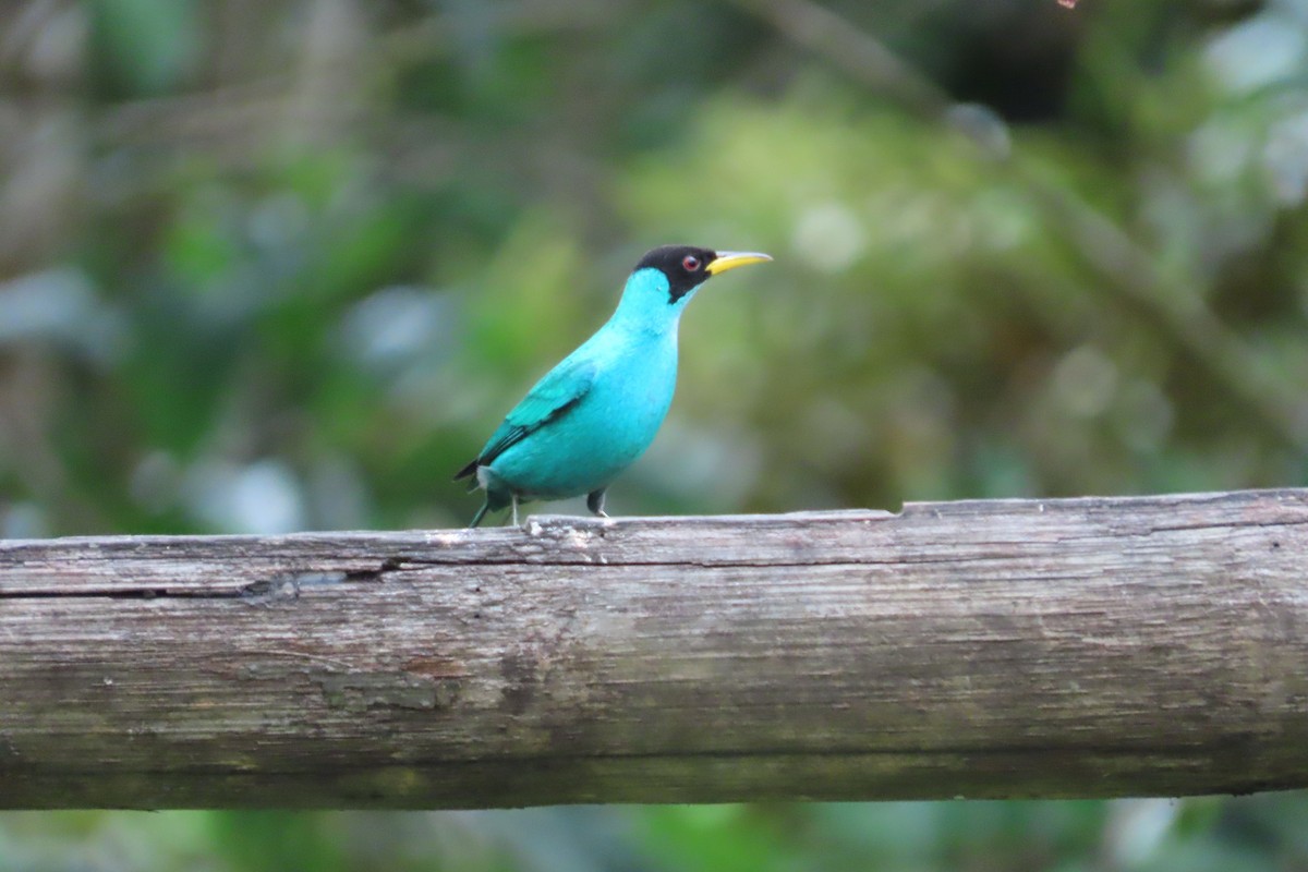 Green Honeycreeper - ML642817734