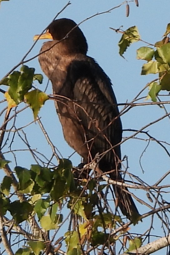 Double-crested Cormorant - ML642817739