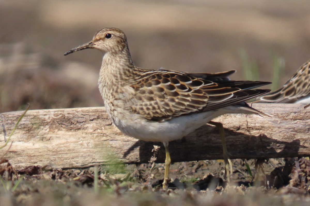 Pectoral Sandpiper - ML642817742