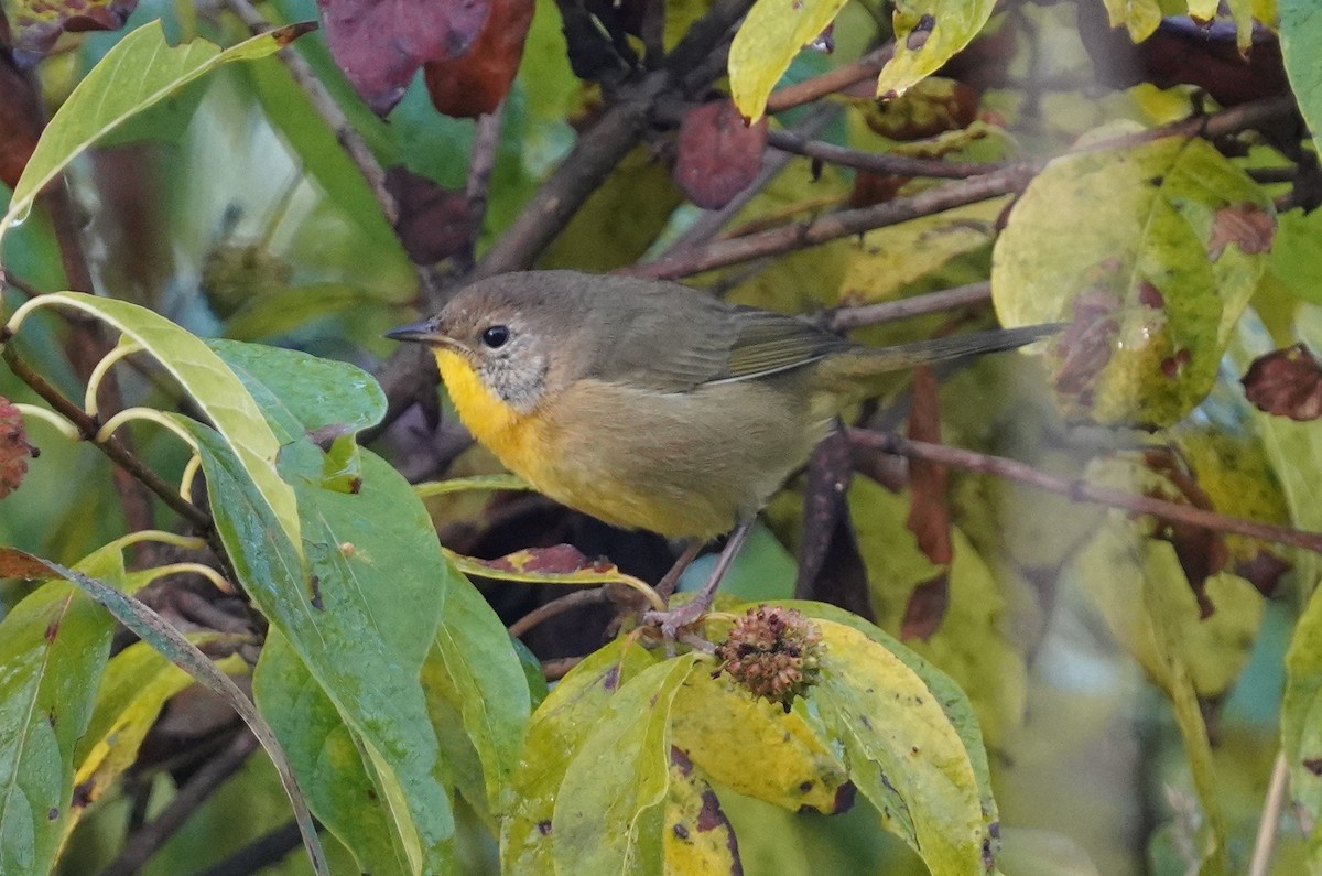 Common Yellowthroat - ML642817743