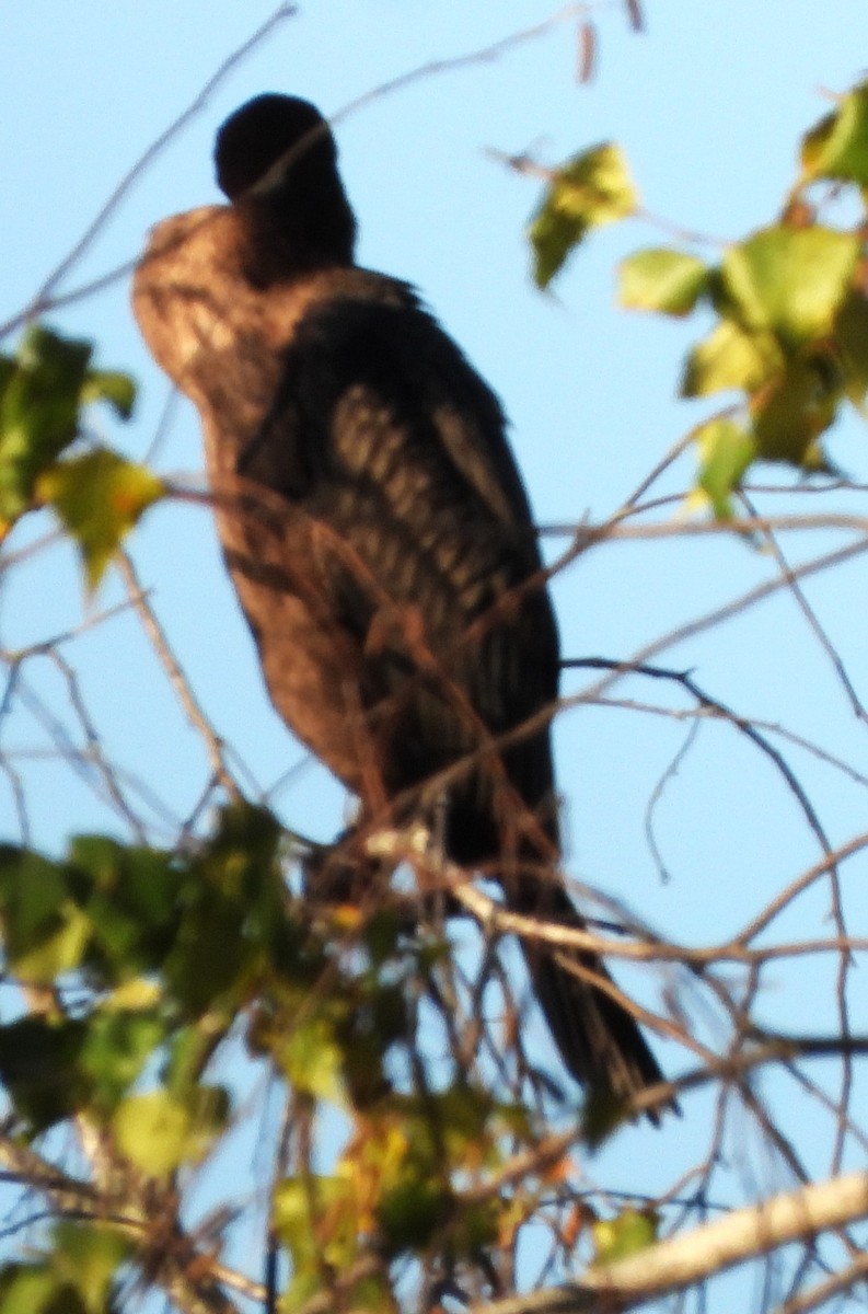 Double-crested Cormorant - ML642817744