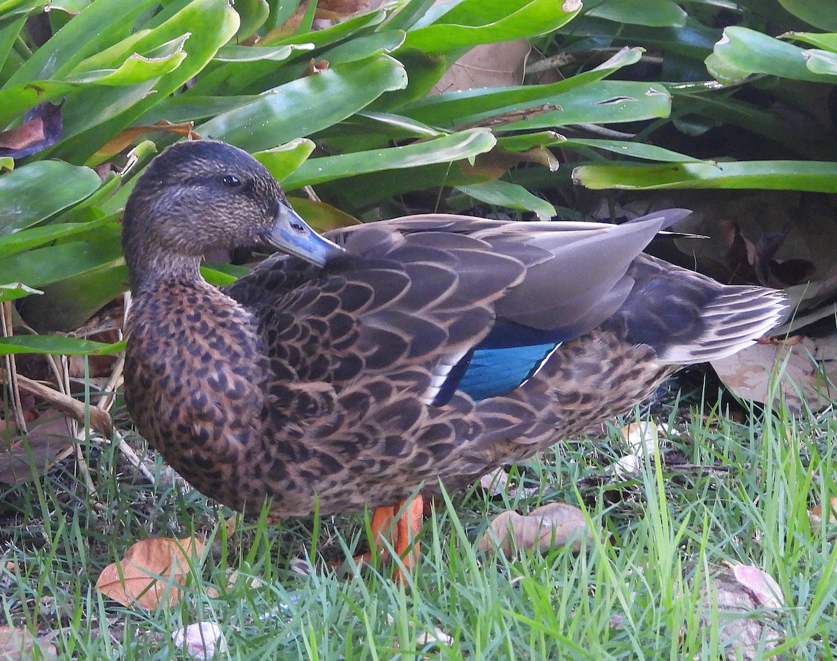 Mallard x Hawaiian Duck (hybrid) - ML642817748