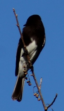 Black Phoebe - ML642817749