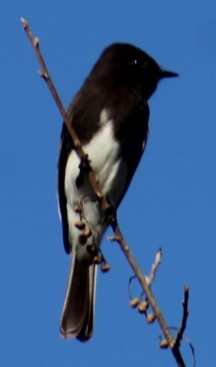 Black Phoebe - ML642817750