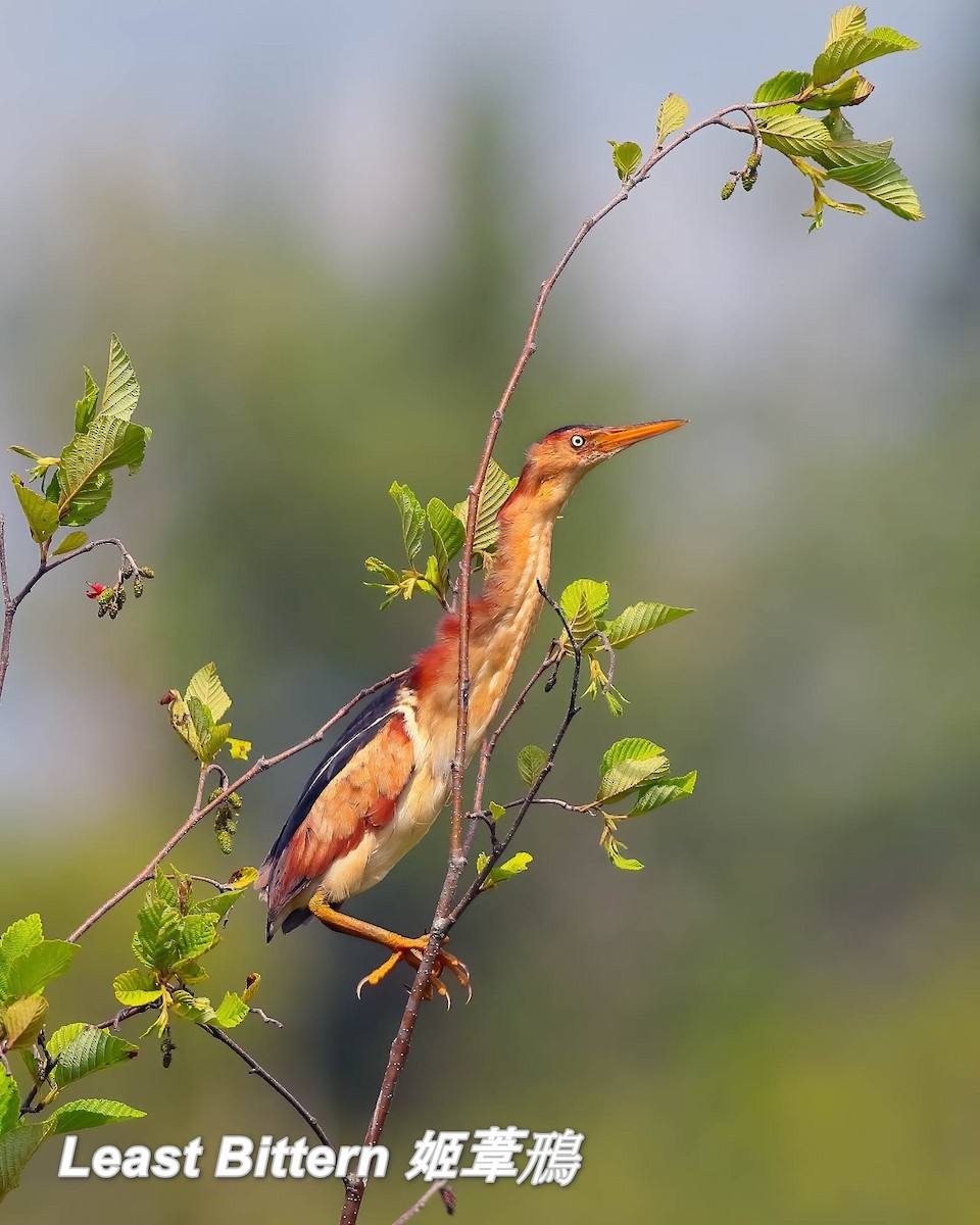 Least Bittern - ML642817754