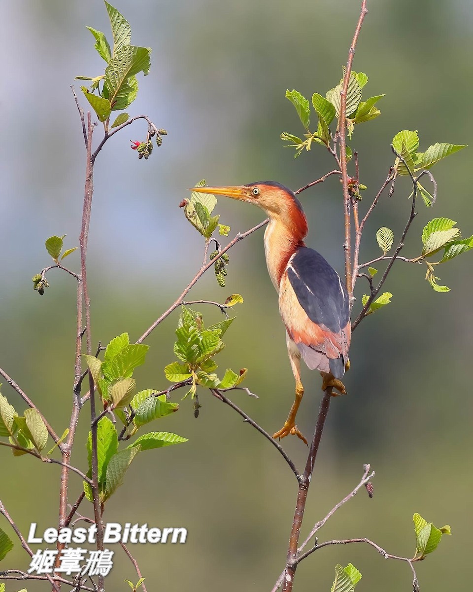 Least Bittern - ML642817755