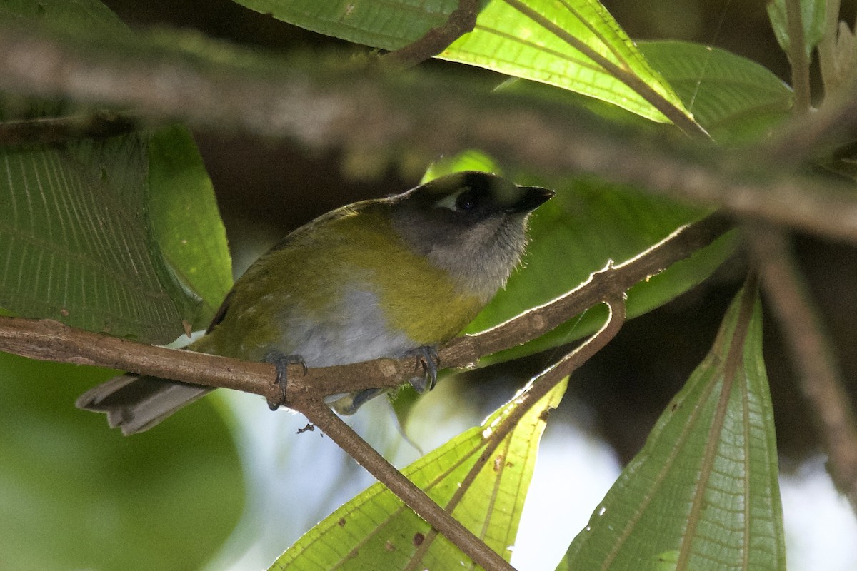 Common Chlorospingus - ML642817758
