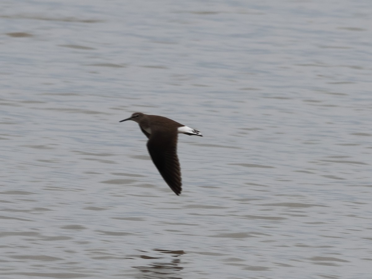 Green Sandpiper - ML642817761