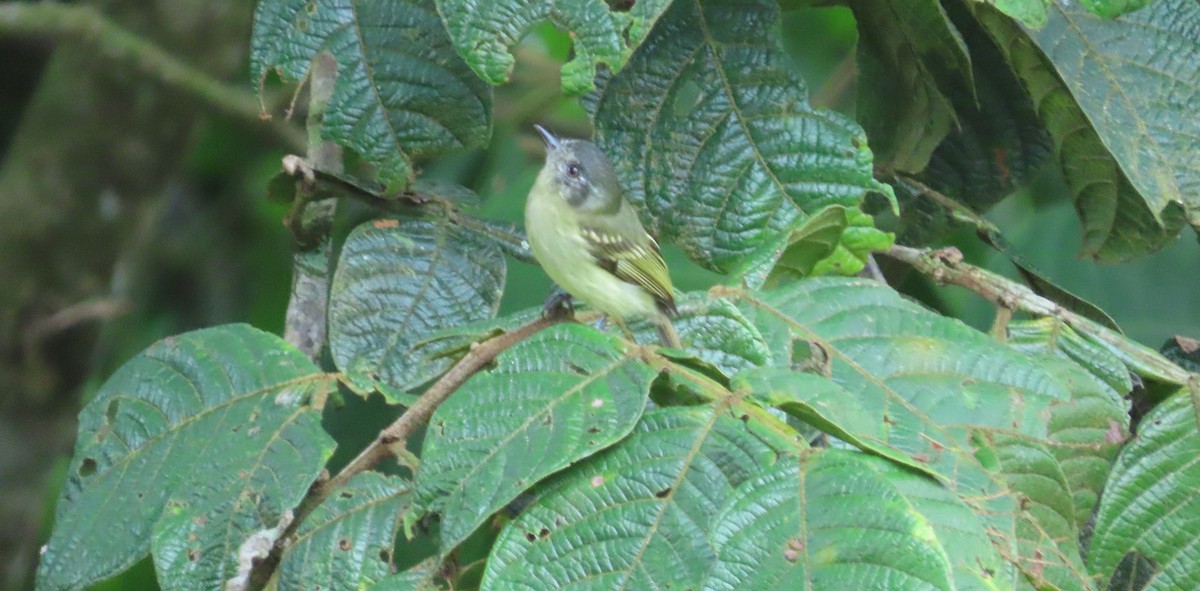Slaty-capped Flycatcher - ML642817762
