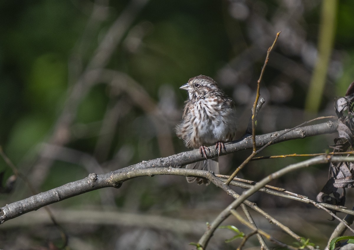 Song Sparrow - ML642817765