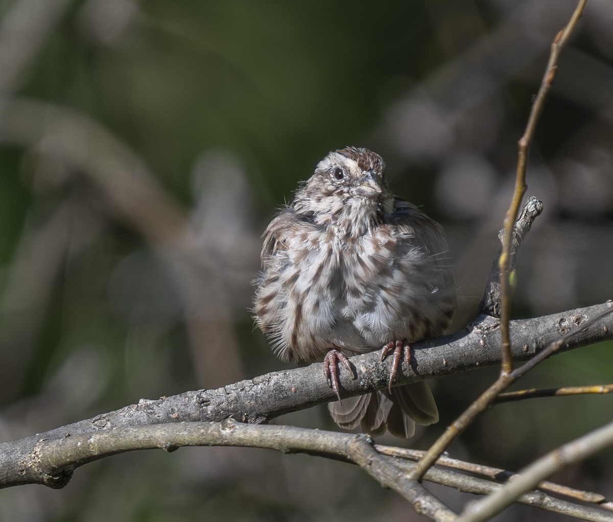 Song Sparrow - ML642817766