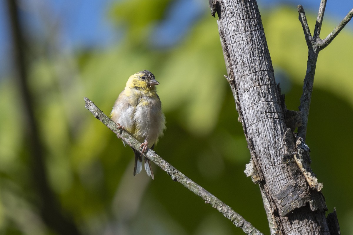 American Goldfinch - ML642817774