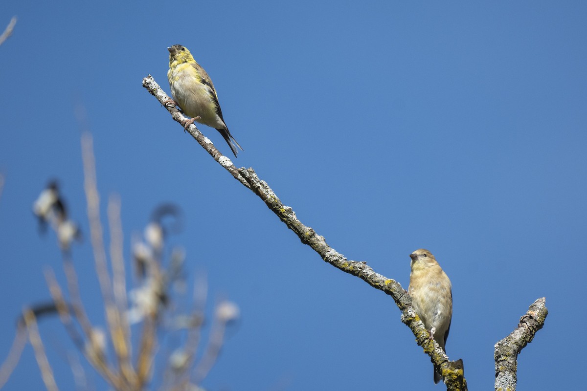 American Goldfinch - ML642817775