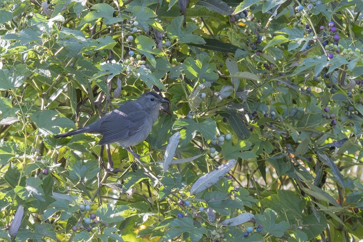 Gray Catbird - ML642817787