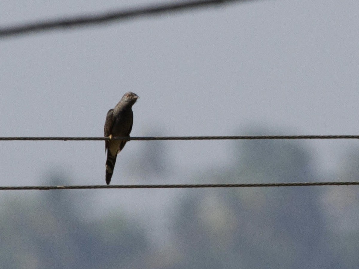 Gray-bellied Cuckoo - ML642817789