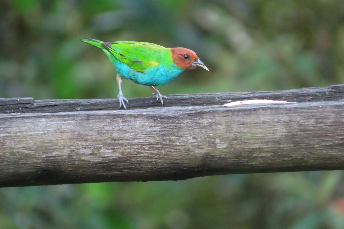Bay-headed Tanager - ML642817796
