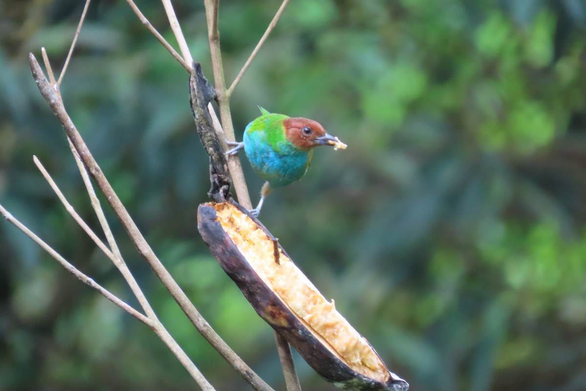 Bay-headed Tanager - ML642817798