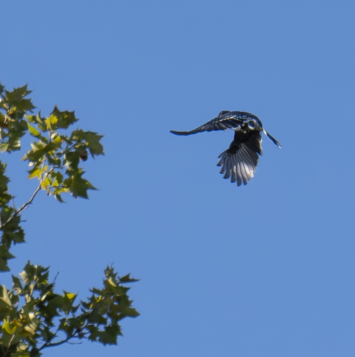 Blue Jay - ML642817801