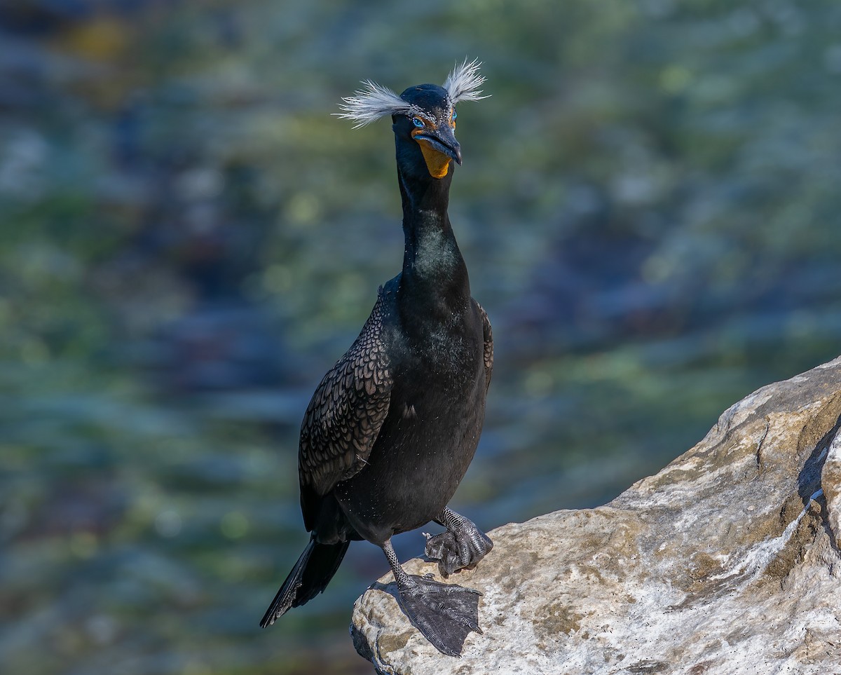 Double-crested Cormorant - ML642817822