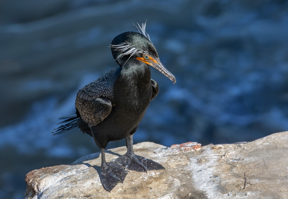 Double-crested Cormorant - ML642817823
