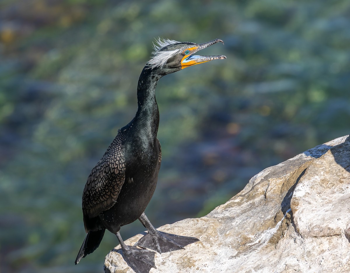 Double-crested Cormorant - ML642817824