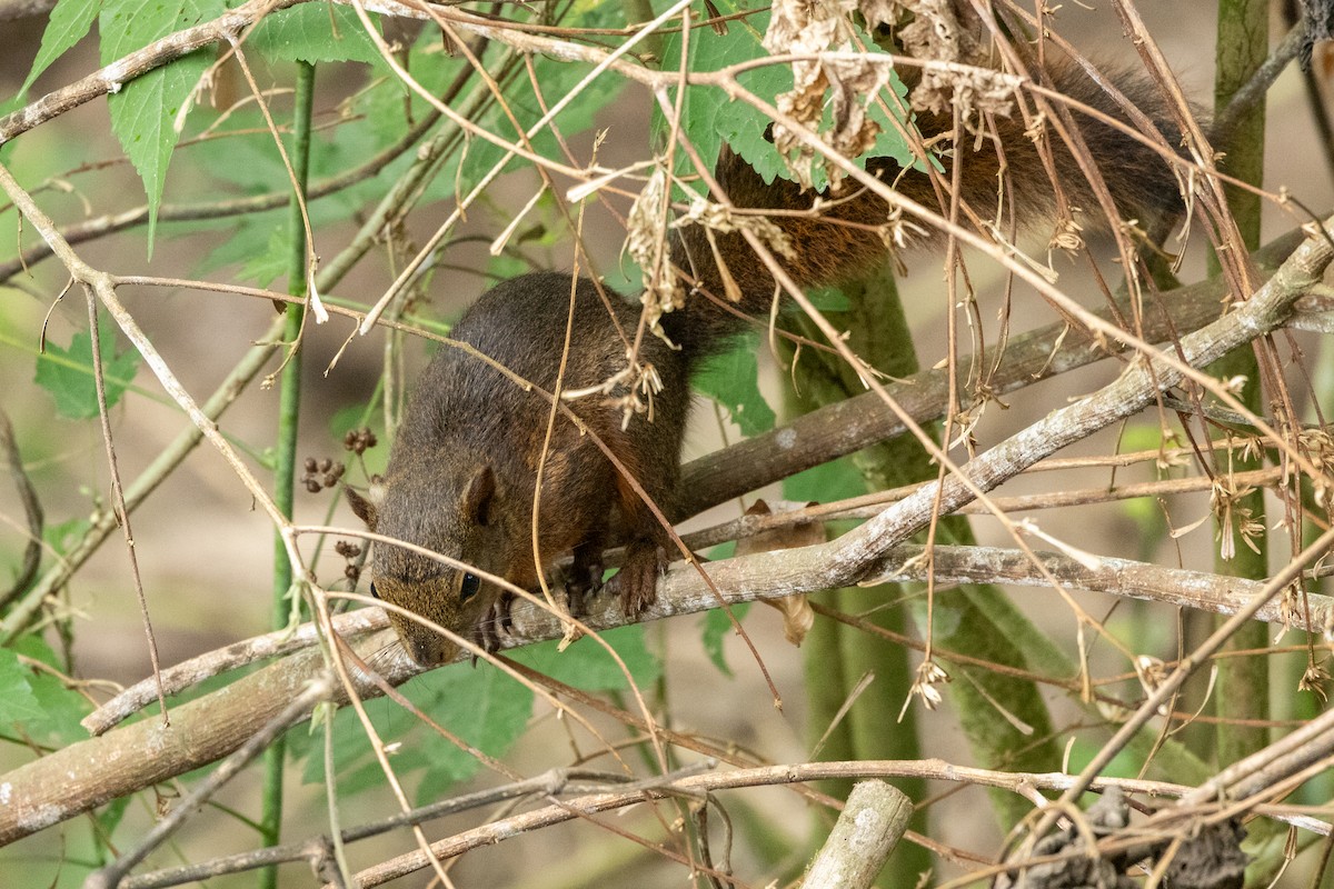 Red-tailed Squirrel - ML642817828