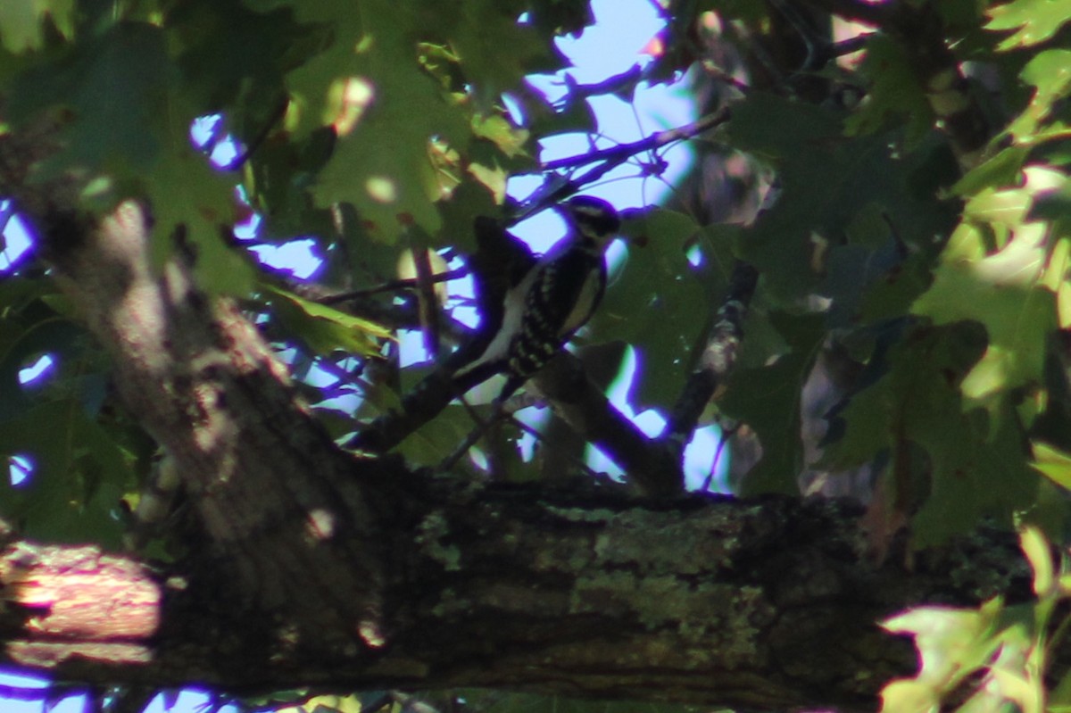 Downy Woodpecker - ML642817829